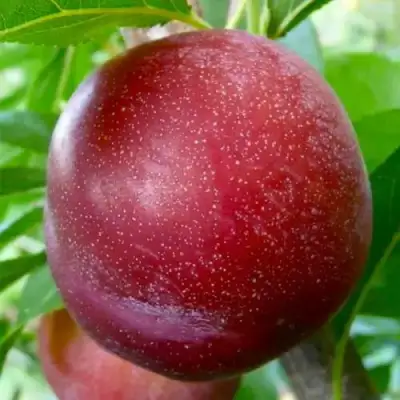 Слива БЕРБАНК ГИГАНТ в Горках