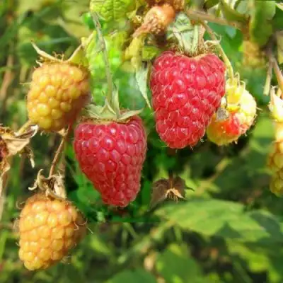 Малина РАДЗИЕВА в Горках