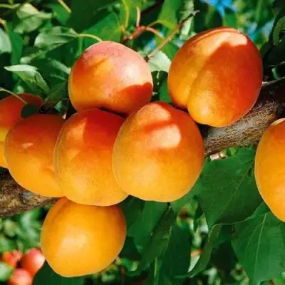 Абрикос СПАДЧЫНА в Горках