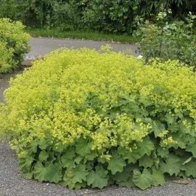 Манжетка ТРИЛЛЕР мягкая в Горках