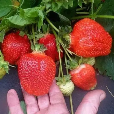 Клубника АЗИЯ в Горках