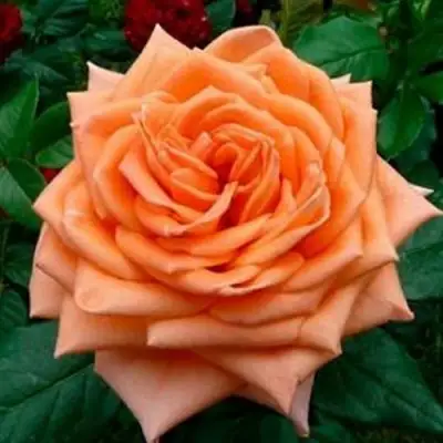 Роза ЭЛЬДОРАДО чайно-гибридная в Горках