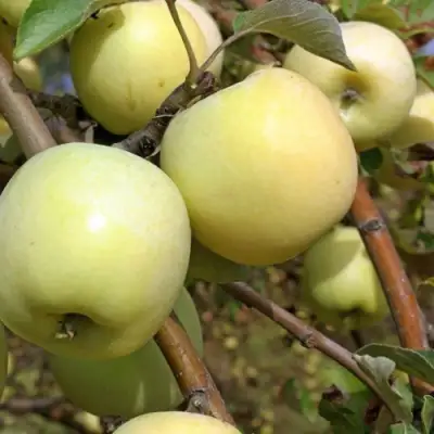 Яблоня АНТОНОВКА ОБЫКНОВЕННАЯ в Горках