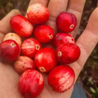 Клюква СТАНКОВИЧ в Горках