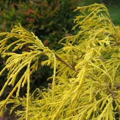 Кипарисовик ВАВЕЛ горохоплодный в Горках