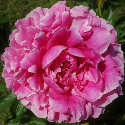 Пион ЗЕ ФОН травянистый в Горках