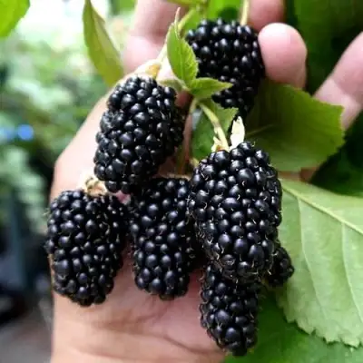 Ежевика ПРАЙМ АРК 45 ремонтантная   в Горках