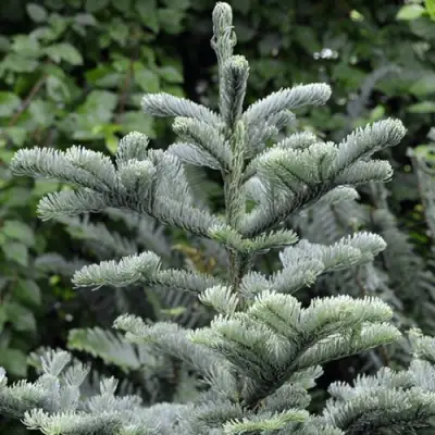 Пихта благородная в Горках