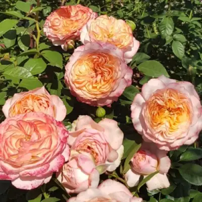 Роза СУРИР ДЕ ХАВР чайно-гибридная в Горках