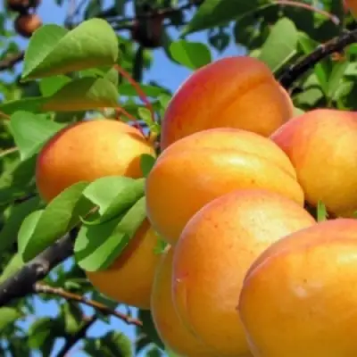 Абрикос ЭДЕЛЬВЕЙС в Горках