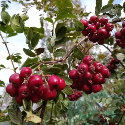 Рябина ГРАНАТНАЯ сладкоплодная в Горках