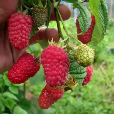 Малина ЛЯЧКА (ЛАШКА, ЛЯШКА) в Горках