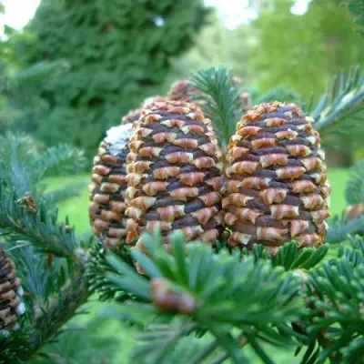 Пихта ФРАЗЕРА в Горках