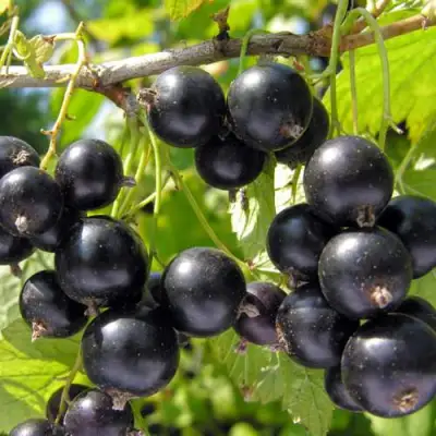 Смородина черная ГАМАЮН в Горках