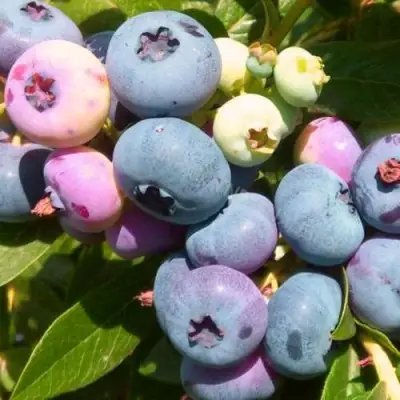 Голубика ЭЛИЗАБЕТ в Горках