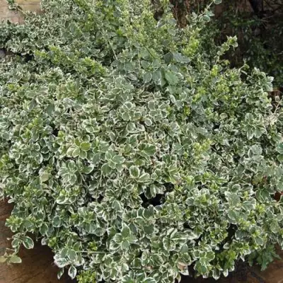 Бересклет ЭМЕРАЛЬД ГАИТИ форчуна  в Горках