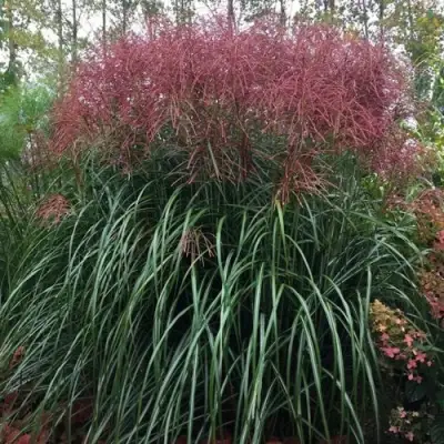 Мискантус МАЛЕПАРТУС китайский  в Горках