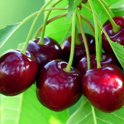 Вишня ВЯНОК в Горках