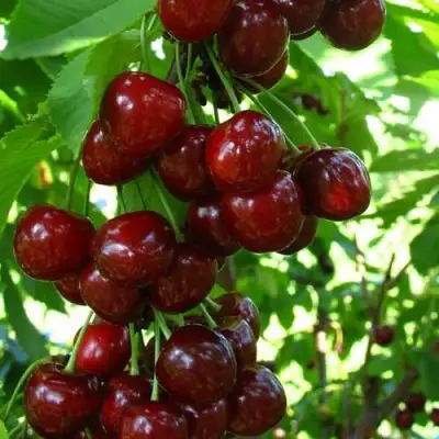 Вишня ВОСТОРГ колонновидная в Горках