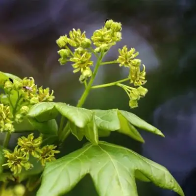 Клен полевой в Горках