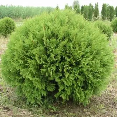 Туя ГЛОБОЗА западная в Горках