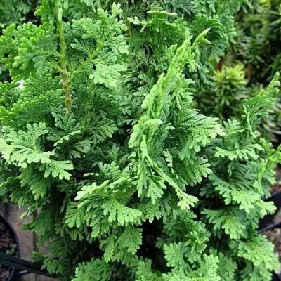 Туя ЗМАТЛИК западная в Горках