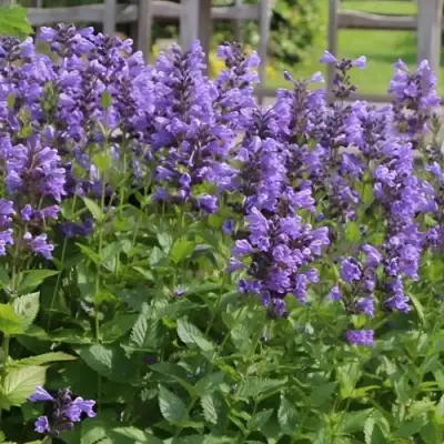 Котовник БЛЮ ДРИМС полусидячий в Горках