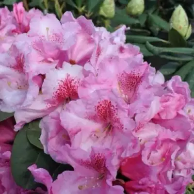 Рододендрон КЛАУДИУС в Горках