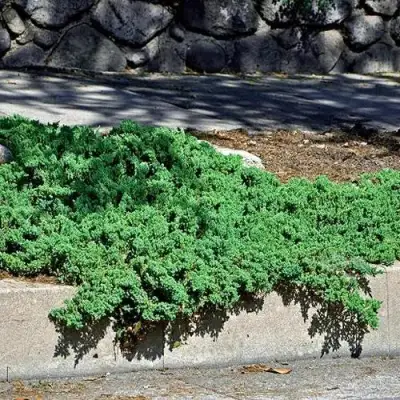 Можжевельник НАНА лежачий в Горках