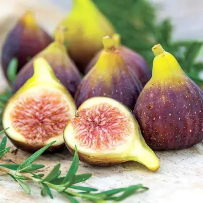 Инжир НИКИТСКИЙ в Горках