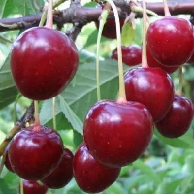 Вишня ТУРГЕНЕВКА в Горках