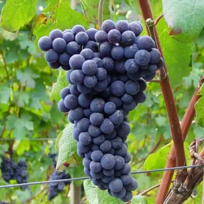 Виноград МУКУЗАНИ в Горках