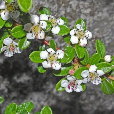 Кизильник ТАНГСТЕДТ горизонтальный  в Горках