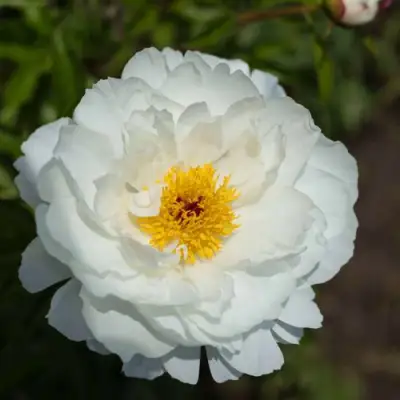 Пион МИСС АМЕРИКА травянистый в Горках