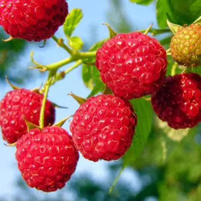 Малина МЕТЕОР в Горках