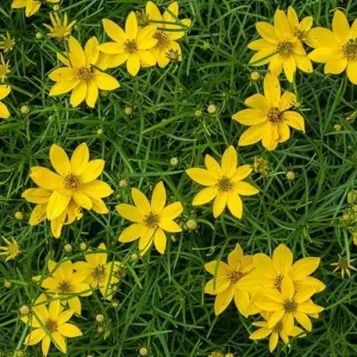 Кореопсис мутовчатый в Горках