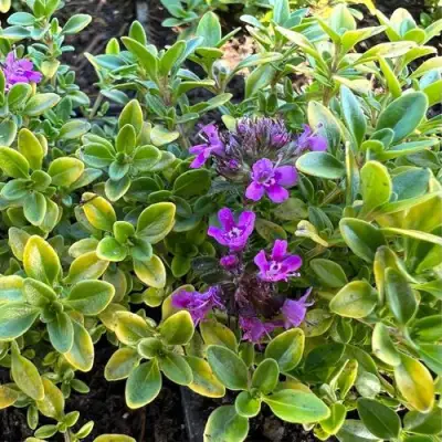 Тимьян АРЧЕРЗ ГОЛД в Горках