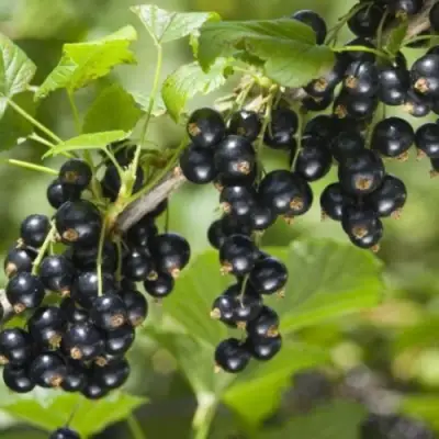 Смородина черная БЕН КОНАН в Горках