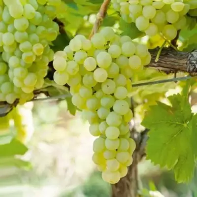 Виноград КИШМИШ МУСКАТНЫЙ в Горках