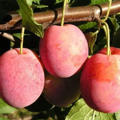 Слива ВИКТОРИЯ в Горках