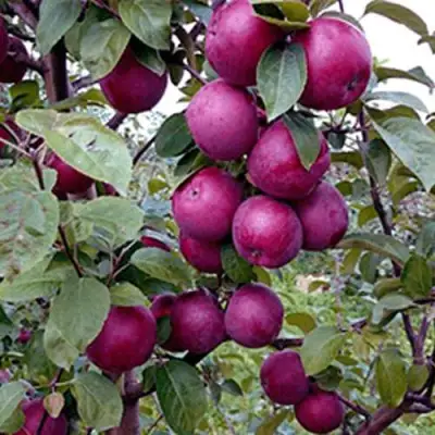 Яблоня СПАРТАН в Горках