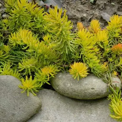 Очиток (седум) АНГЕЛИНА оттогнутый в Горках