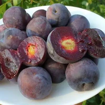 Сливово-вишневый гибрид МЕЙНОР в Горках