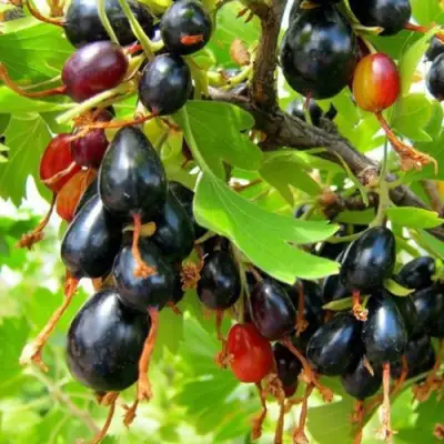 Смородина золотистая БОКАЛИНСКАЯ в Горках