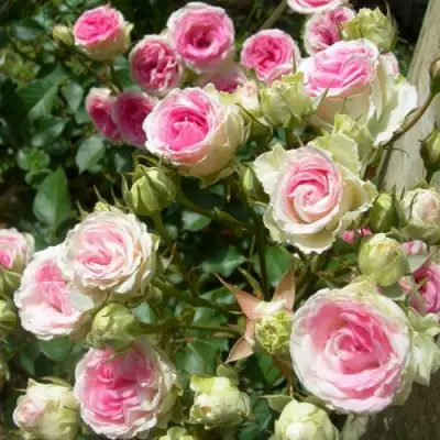 Роза МИМИ ЭДЕН спрей в Горках