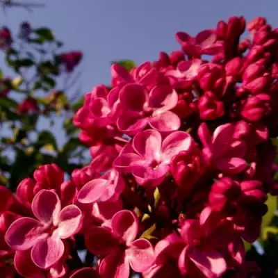 Сирень КРАСНАЯ МОСКВА в Горках