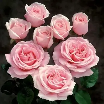 Роза ФРЕДЕРИК МИСТРАЛЬ чайно-гибридная в Горках