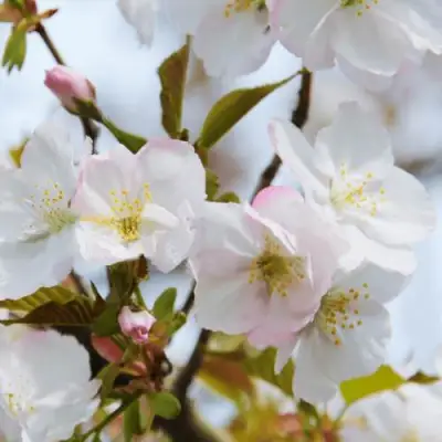 Вишня ОКАМЕ в Горках