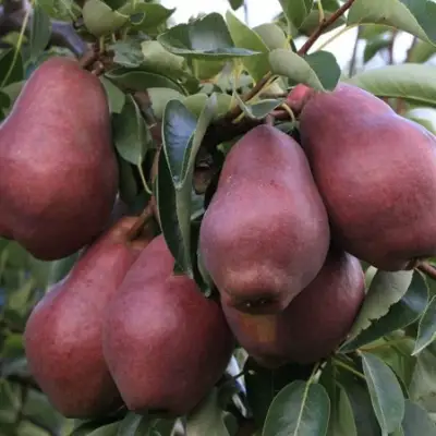 Груша РЕД ВИЛЬЯМС в Горках