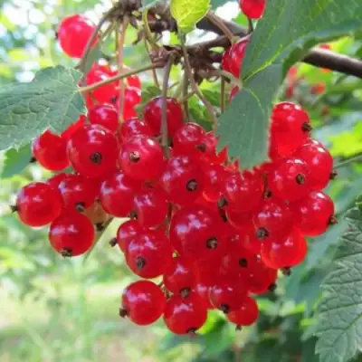 Смородина красная КРАСНАЯ АНДРЕЙЧЕНКО в Горках